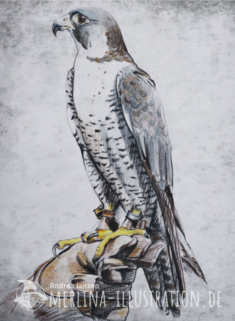 Wanderfalke sitzt auf dem Falknerhandschuh des Falkners.